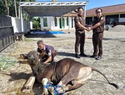 Kejaksaan Negeri Pinrang Sembelih Hewan Qurban dan Bagi Alquran