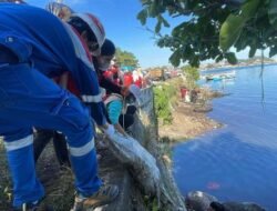 Pertamina Sulawesi Angkut 8 Ton Sampah Lewat Coastal Clean Up Bersama Ratusan Relawan