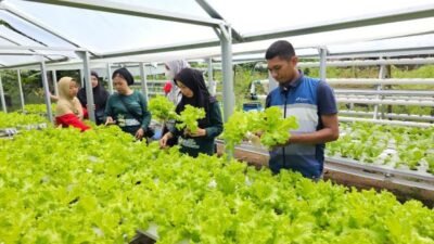 Pertamina Sulawesi Hadirkan Keceriaan, Serunya Menanam dan Memanen Bersama KWT Baji Minasa