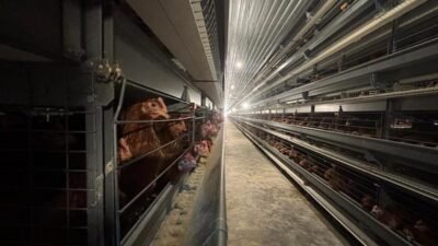 Bupati Sidrap Tinjau Kandang Ayam Petelur “Close House” Berteknologi Jerman, Targetkan Transformasi Peternakan