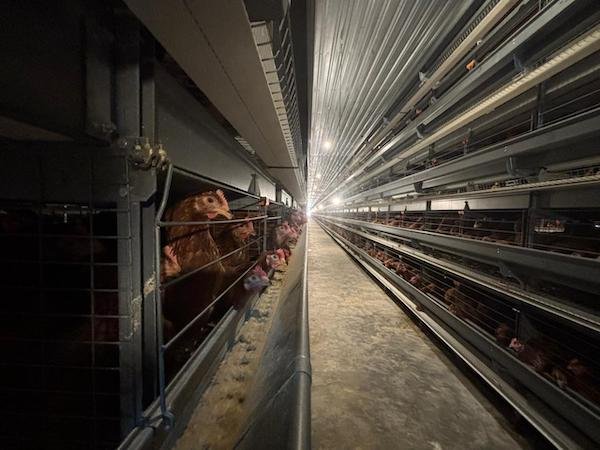 Bupati Sidrap Tinjau Kandang Ayam Petelur “Close House” Berteknologi Jerman, Targetkan Transformasi Peternakan