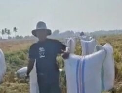 Sawah di Sidrap Nyaris Puso, Hasil Panen Gabah Capai Rp166 Juta